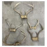 5 Deer Antlers