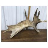Moose antler