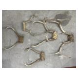5 Deer Antlers