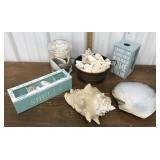 Assorted shells, display boxes