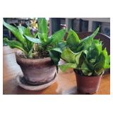 2 Plants