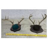 2 Antler Mounts