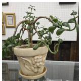 House plant - jade