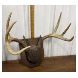 Antlers- mounted on wood