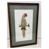 Butterfly/moth art parrot