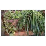 Huge spider plant in nice red pot and