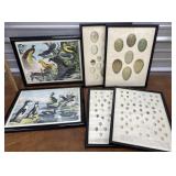 6 Bird and egg prints hand colored