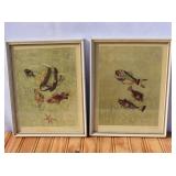 Vintage Silvia Polloni Framed Fish Prints