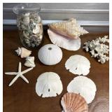 Beautiful collection of shells. Gems from the
