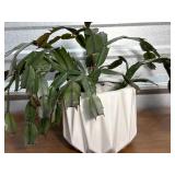 Pretty Cactus in white pot
