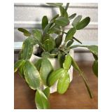 Cactus plant in white container. Think it is a