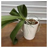 Orchid in pretty white container.