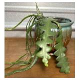 Rid-Rac Cactus in beautiful planter