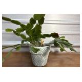 Pretty little cactus in a sweet little pot. Needs