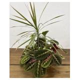 Beautiful plant arrangement in pretty planter