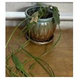 Cactus in pretty little planter. Orchid cactus?