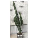 Live Plants cactus *shipping not available