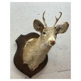 3 Point Buck Mount