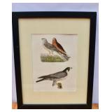 Antique Hand Colored litho Plate 3. 'Marsh Hammer