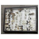 Insect specimens collection