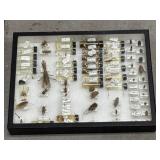 Insect specimen collection