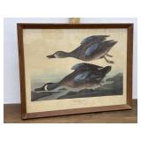 John James Audubon "Blue-Winged Teal" print