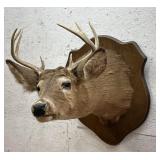 8 Point Buck Deer Mount