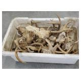 Bucket of antlers