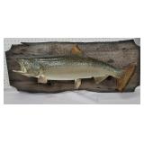 Fish on barn board