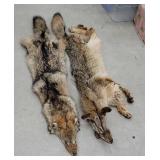 2 coyote pelts