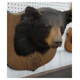 Black bear mount