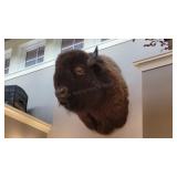 Bison shoulder mount