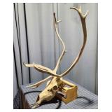 P2 Caribou / Reindeer Skull 20x36'
