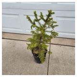YD Norway Spruce 28"