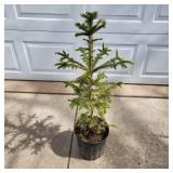 YD Norway Spruce 28"