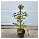 YD Norway Spruce 28"