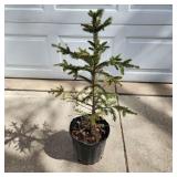 YD Norway Spruce 28"