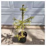 YD Norway Spruce 28"