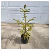 YD Norway Spruce 28"