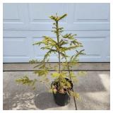 YD Norway Spruce 28"