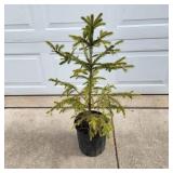 YD Norway Spruce 28"