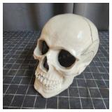 S2 - Decorative Human Skull Replica Mode Anatomica