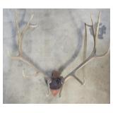T1 - Mounted Elk Antler Rack on Wood Pla Large elk