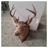 8 Point Deer Head Taxidermy Mount on Pla Taxidermy