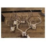 Group of 5 Antler / Skull Sets