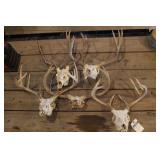 Group of 5 Antler / Skull Sets