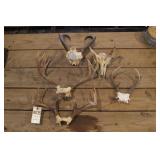 Group of 5 Antler / Skull Sets