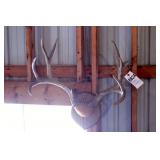 12 point Asymmetric Whitetail Antler Mount