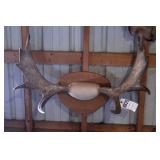 Small Elk Antler Mount