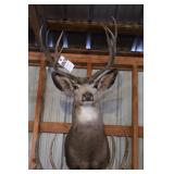 8 point Asymmetric Whitetail Deer Head Mount